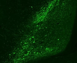 Tyrosine Hydroxylase Antibody, Novus Biologicals 0.025mL; Unlabeled:Antibodies,